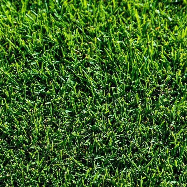 bermuda tifway-419 sod grass turfjax image